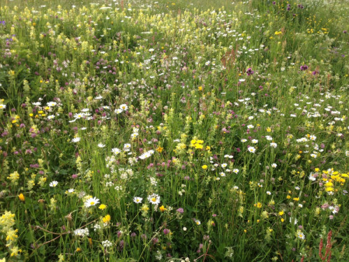 Biodiversità nel prato Biodiversità nel prato