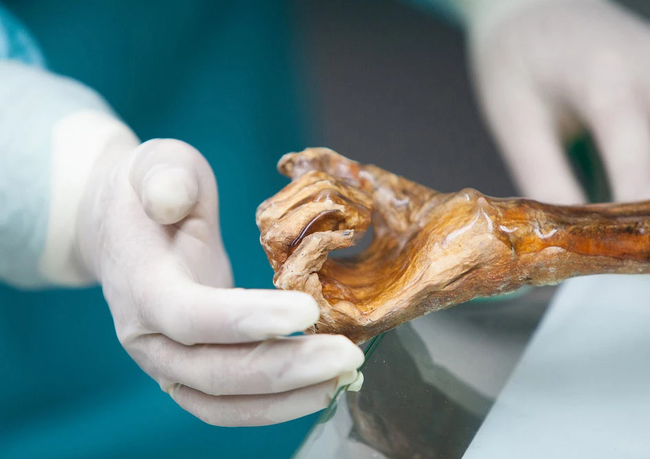 (c) South Tyrol Museum of Archaeology / EURAC / Marion Lafogler